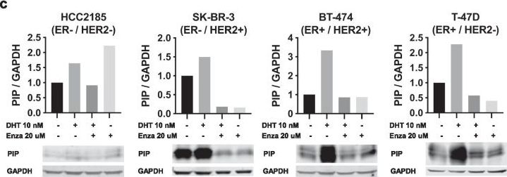 Fig.3.C showing Western Blotting from the publication: Secreted indicators of androgen receptor activity in breast cancer pre-clinical models.
