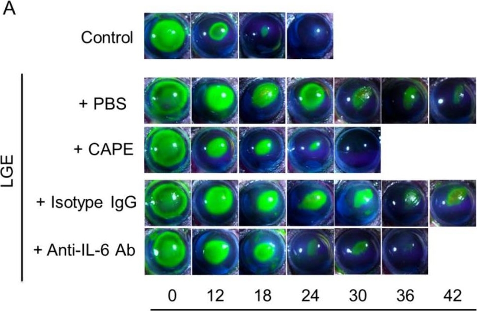 Fig.5.A showing Immunocytochemistry-immunofluorescence in a Mus musculus (House mouse) sample from the publication: NF-κB/IL-6 axis drives impaired corneal wound healing in aqueous-deficient dry eye.