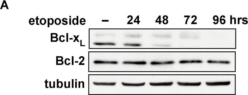 Fig.4.A showing Western Blotting from the publication: Control of cellular Bcl-xL levels by deamidation-regulated degradation.