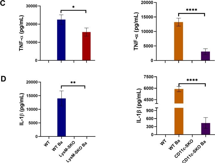 Fig.2.C showing Enzyme-linked immunosorbent assay from the publication: The impact of STING signaling on myeloid cells highlights macrophages as the major player in controlling Brucella abortus.