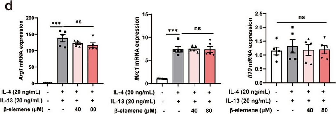 Fig.3.D from the publication: β-elemene promotes microglial M2-like polarization against ischemic stroke via AKT/mTOR signaling axis-mediated autophagy.