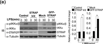 Fig.2.E showing Western Blotting from the publication: STRAP Acts as a Scaffolding Protein in Controlling the TLR2/4 Signaling Pathway.