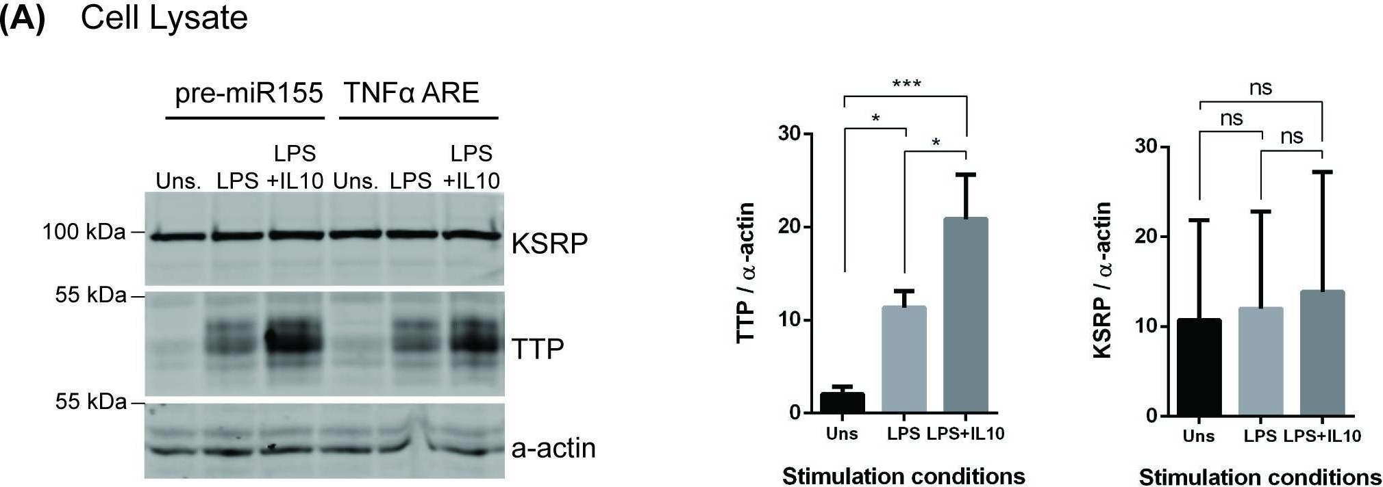 Fig.1.A showing Western Blotting in a Mus musculus (House mouse) sample from the publication: Interleukin-10 control of pre-miR155 maturation involves CELF2.