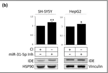 Fig.5.B showing Western Blotting from the publication: New Insights on the Regulation of the Insulin-Degrading Enzyme: Role of microRNAs and RBPs.