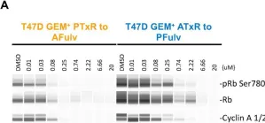Fig.2.A showing Western Blotting from the publication: Models of Early Resistance to CDK4/6 Inhibitors Unveil Potential Therapeutic Treatment Sequencing.