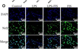 Fig.1.O showing Immunocytochemistry-immunofluorescence in a Homo sapiens (Human) sample from the publication: Fisetin alleviates lipopolysaccharide-induced mastitis by inhibiting ferroptosis and modulating the gut microbiota.