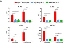 Fig.7.A showing Flow cytometry/Cell sorting from the publication: Inflammatory monocytes regulate Th1 oriented immunity to CpG adjuvanted protein vaccines through production of IL-12.