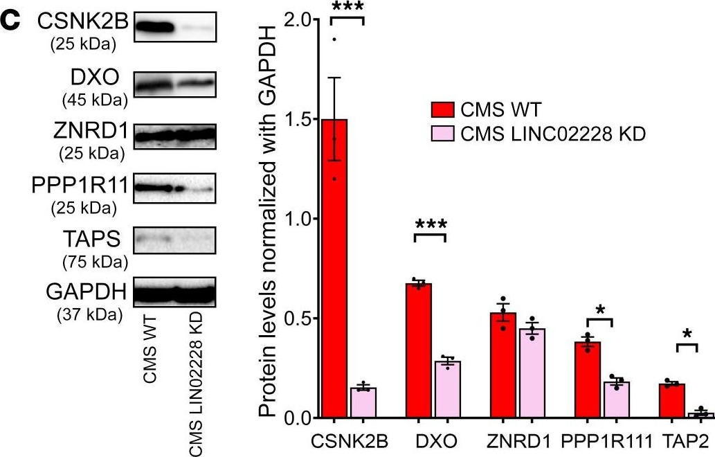 Fig.4.C showing Western Blotting from the publication: Long noncoding RNA HIKER regulates erythropoiesis in Monge's disease via CSNK2B.