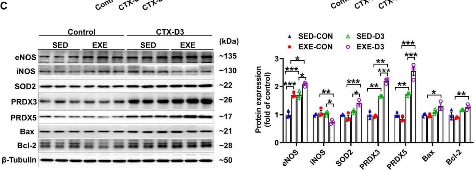 Fig.3.C showing Western Blotting in a Mus musculus (House mouse) sample from the publication: Aerobic Exercise Protects against Cardiotoxin-Induced Skeletal Muscle Injury in a DDAH1-Dependent Manner.