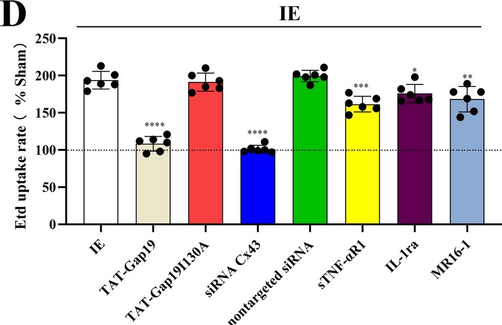 Fig.7.D from the publication: Inhibition of astroglial hemichannels ameliorates infrasonic noise induced short-term learning and memory impairment.