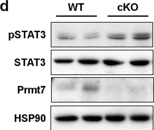 Fig.6.D showing Western Blotting from the publication: Prmt7 regulates the JAK/STAT/Socs3 signaling pathway in postmenopausal cardiomyopathy.