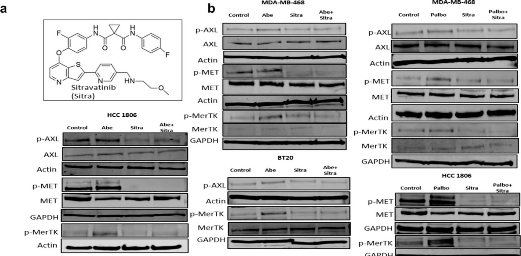 Fig.2.A showing Western Blotting from the publication: Targeting Tyro3, Axl, and MerTK Receptor Tyrosine Kinases Significantly Sensitizes Triple-Negative Breast Cancer to CDK4/6 Inhibition.