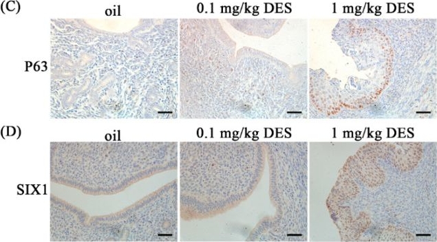 Fig.3.C showing Immunohistochemistry in a Mus musculus (House mouse) sample from the publication: Effect of Diethylstilbestrol on Implantation and Decidualization in Mice.