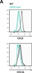 Fig.1.A showing Flow cytometry/Cell sorting in a Mus musculus (House mouse) sample from the publication: CD18 deficiency improves liver injury in the MCD model of steatohepatitis.