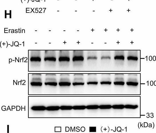 Fig.5.H showing Western Blotting from the publication: (+)-JQ-1 alleviates cardiac injury in myocardial infarction by inhibiting ferroptosis through the NAMPT/SIRT1 pathway.