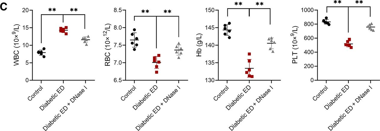 Fig.4.C showing Flow cytometry/Cell sorting from the publication: Neutrophil extracellular traps promote erectile dysfunction in rats with diabetes mellitus by enhancing NLRP3-mediated pyroptosis.