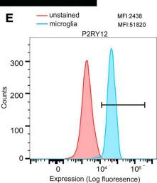 Fig.3.E showing Flow cytometry/Cell sorting in a Homo sapiens (Human) sample from the publication: Isolation and Characterization of Primary Retinal Microglia From the Human Post-mortem Eyes for Future Studies of Ocular Diseases.