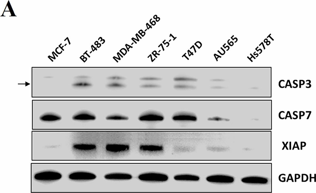 Fig.5.A showing Western Blotting from the publication: Blocking XIAP:CASP7-p19 selectively induces apoptosis of CASP3/DR malignancies by a novel reversible small molecule.