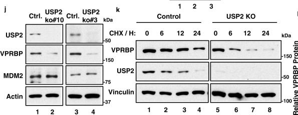 Fig.5.J showing Western Blotting from the publication: Targeting USP2 regulation of VPRBP-mediated degradation of p53 and PD-L1 for cancer therapy.