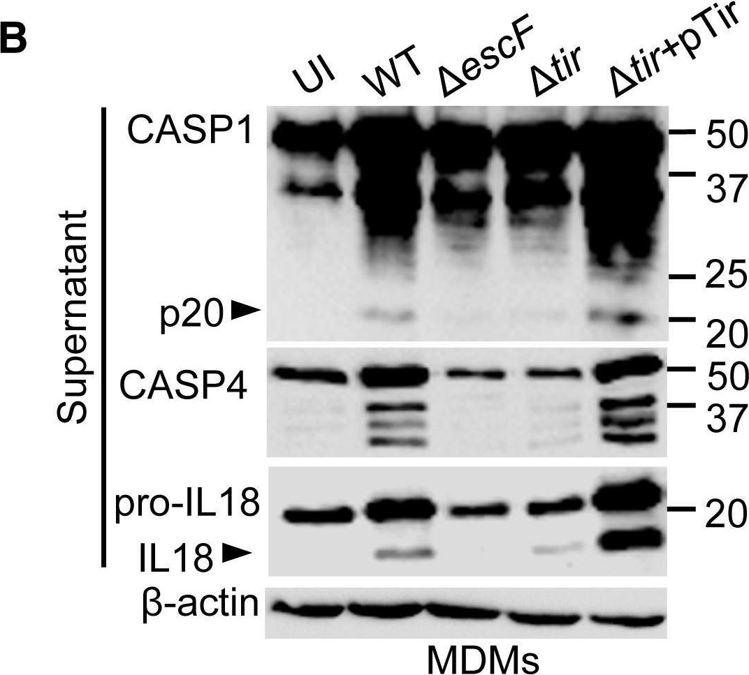 Fig.4.B showing Western Blotting in a Homo sapiens (Human) sample from the publication: Enteropathogenic Escherichia coli Stimulates Effector-Driven Rapid Caspase-4 Activation in Human Macrophages.