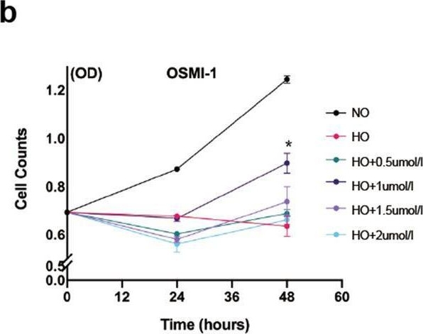 Fig.2.B from the publication: O-linked N-acetylglucosamine affects mitochondrial homeostasis by regulating Parkin-dependent mitophagy in hyperoxia-injured alveolar type II cells injury.