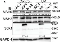 Fig.4.A showing Western Blotting from the publication: S6K1 phosphorylates Cdk1 and MSH6 to regulate DNA repair.