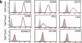 Fig.3.B showing Flow cytometry/Cell sorting in a Rattus norvegicus (Rat) sample from the publication: Sox10+ adult stem cells contribute to biomaterial encapsulation and microvascularization.