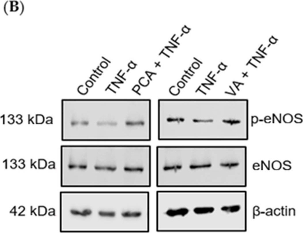 Fig.3.B showing Western Blotting in a Homo sapiens (Human) sample from the publication: Phenolic Metabolites Protocatechuic Acid and Vanillic Acid Improve Nitric Oxide Bioavailability via the Akt-eNOS Pathway in Response to TNF-α Induced Oxidative Stress and Inflammation in Endothelial Cells.