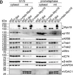 Fig.3.D showing Western Blotting from the publication: Coordination of mitochondrial and cellular dynamics by the actin-based motor Myo19.