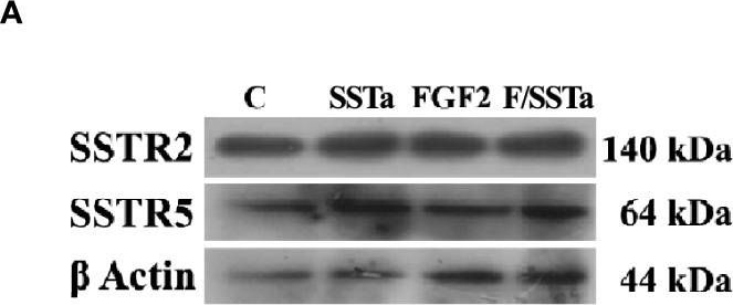 Fig.1.A showing Western Blotting in a Rattus norvegicus (Rat) sample from the publication: Regulation of FGF2-induced proliferation by inhibitory GPCR in normal pituitary cells.