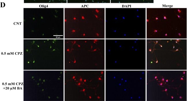 Fig.7.D showing Immunocytochemistry-immunofluorescence from the publication: Baicalein improves motor dysfunction and cognitive impairment while promoting remyelination in an animal model of multiple sclerosis through the antioxidant mechanism.