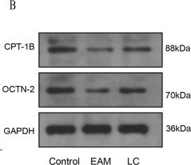 Fig.4.B showing Western Blotting in a Mus musculus (House mouse) sample from the publication: Levocarnitine improves cardiac energy metabolic remodeling in myocarditis mice.