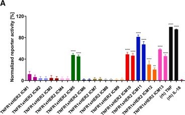 Fig.2.A from the publication: Antigen-directed single domain antibody-based TNFR1 agonists elicit preferential killing of HER2-overexpressing cancer cells.