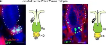 Fig.1.A showing Immunohistochemistry-immunofluorescence from the publication: Dedifferentiation maintains melanocyte stem cells in a dynamic niche.