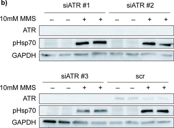 Fig.3.B showing Western Blotting from the publication: Hsp70 is phosphorylated in a conserved response to DNA damage and contributes to cell cycle control.