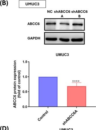 Fig.3.B showing Western Blotting in a Homo sapiens (Human) sample from the publication: ABCC6 Transporter Contributed to Cisplatin Resistance on Bladder Cancer.