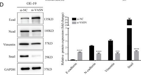 Fig.11.D showing Western Blotting in a Homo sapiens (Human) sample from the publication: Integrated single-cell and bulk transcriptomic analyses reveal a stem-like epithelial subpopulation in adenocarcinoma of the esophagogastric junction and identify VASN as a novel regulator of tumor stemness.