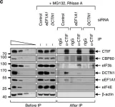 Fig.2.C showing Western Blotting in a Homo sapiens (Human) sample from the publication: Misfolded polypeptides are selectively recognized and transported toward aggresomes by a CED complex.