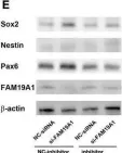 Fig.6.E showing Western Blotting from the publication: MicroRNA-582-5p Contributes to the Maintenance of Neural Stem Cells Through Inhibiting Secretory Protein FAM19A1.