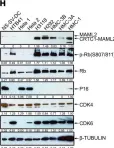 Fig.4.H showing Western Blotting from the publication: The CRTC1-MAML2 fusion is the major oncogenic driver in mucoepidermoid carcinoma.