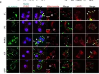 Fig.4.C showing Immunocytochemistry-immunofluorescence from the publication: Mycobacterial protein PE_PGRS30 induces macrophage apoptosis through prohibitin 2 mitochondrial function interference.