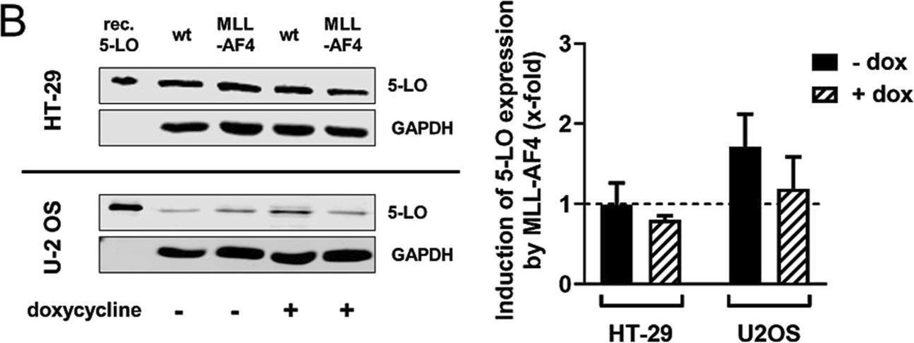 Fig.4.B showing Western Blotting in a Homo sapiens (Human) sample from the publication: MLL-AF4 upregulates 5-lipoxygenase expression in t(4;11) leukemia cells via the ALOX5 core promoter.