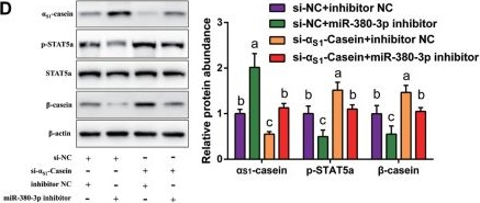 Fig.4.D showing Western Blotting from the publication: miR-380-3p promotes β-casein expression by targeting αS1-casein in goat mammary epithelial cells.