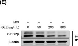 Fig.3.E showing Western Blotting in a Mus musculus (House mouse) sample from the publication: Zingiber officinale Leaf Subcritical Water Extract Suppresses Adipogenesis and Lipogenesis in 3T3-L1 Adipocytes via the AMPK-SREBP-1c Signaling Pathway.