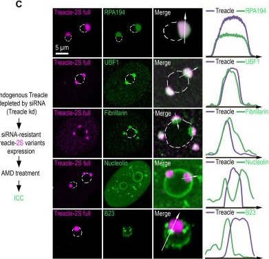 Fig.5.C showing Immunocytochemistry-immunofluorescence in a Homo sapiens (Human) sample from the publication: Treacle's ability to form liquid-like phase condensates is essential for nucleolar fibrillar center assembly, efficient rRNA transcription and processing, and rRNA gene repair.
