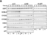 Fig.5.A showing Western Blotting from the publication: Polycomb protein SCML2 regulates the cell cycle by binding and modulating CDK/CYCLIN/p21 complexes.