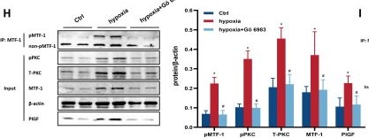 Fig.5.H showing Western Blotting from the publication: Zinc-Induced PKCδ-dependent Phosphorylation of MTF-1 Promotes Pulmonary Vascular Remodeling in Hypoxic Pulmonary Hypertension.