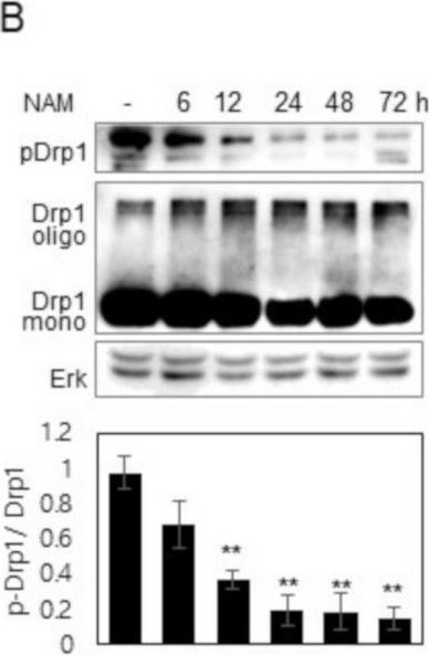 Fig.1.B showing Western Blotting from the publication: Nicotinamide Treatment Facilitates Mitochondrial Fission through Drp1 Activation Mediated by SIRT1-Induced Changes in Cellular Levels of cAMP and Ca2.