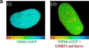 Fig.2.A showing Immunoprecipitation in an Epitope tag/Fusion protein sample from the publication: Interaction of the epigenetic integrator UHRF1 with the MYST domain of TIP60 inside the cell.