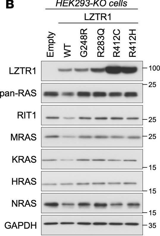 Fig.2.B showing Western Blotting in a Homo sapiens (Human) sample from the publication: Dysregulation of RAS proteostasis by autosomal-dominant LZTR1 mutation induces Noonan syndrome-like phenotypes in mice.